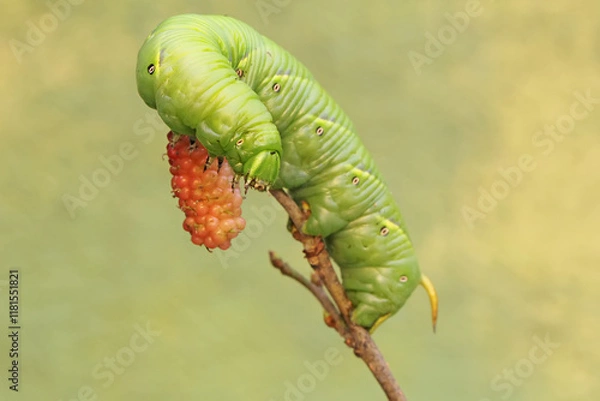 Fototapeta A tobacco hornworm is eating ripe mulberry fruit on the tree. This bright green caterpillar has the scientific name Manduca secta.