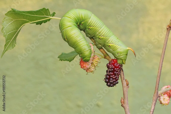 Fototapeta A tobacco hornworm is eating ripe mulberry fruit on the tree. This bright green caterpillar has the scientific name Manduca secta.