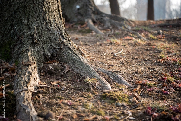 Fototapeta 든든한 뿌리