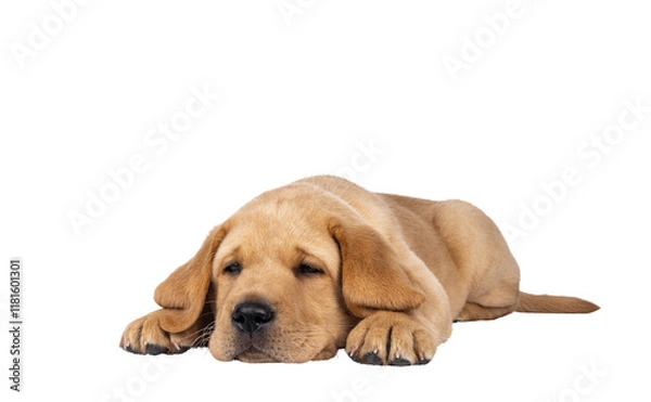 Fototapeta Cute 7 weeks old Labrador dog puppy, laying down facing front. Head down looking tired beside camera. Isolated cutout on a transparent background.