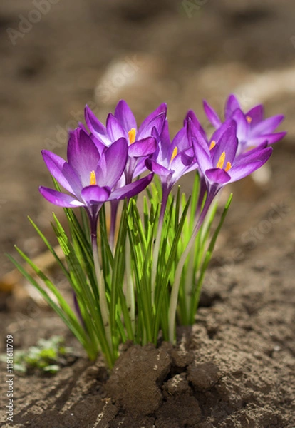 Obraz purple crocuses