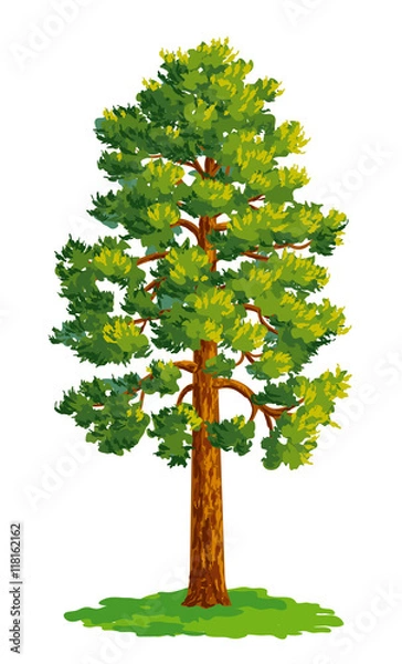 Fototapeta Vector drawing of pine tree