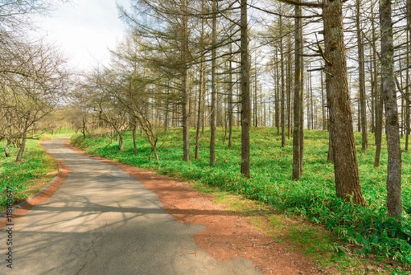 Fototapeta 森の中 