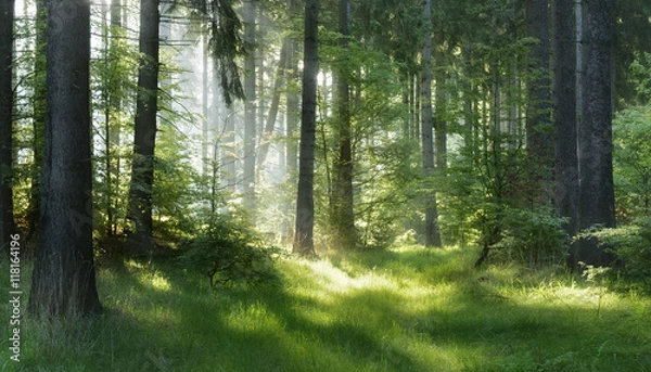 Fototapeta Naturalny las świerków, promienie słońca przez mgłę tworzą mistyczną atmosferę