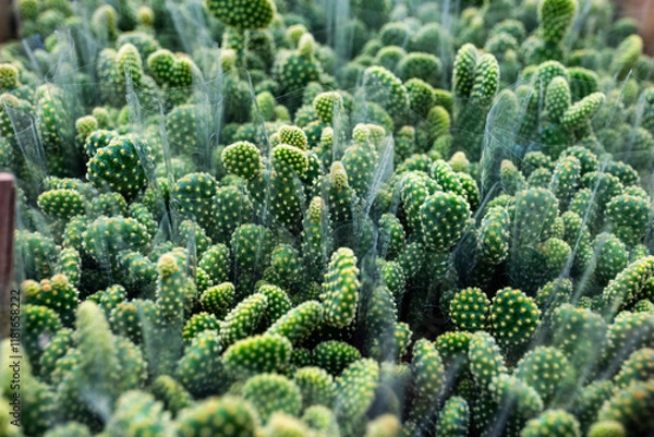 Fototapeta A bunch of cactus plants with green leaves and brown stems