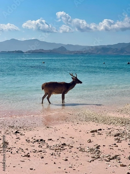 Fototapeta A deer walking on a pristine beach in the Komodo Islands, Indonesia. Unique wildlife and tranquil shores