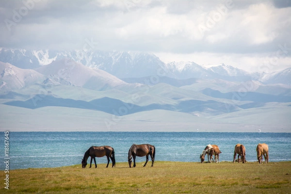 Fototapeta Pferd am Song Kul See in Kirgistan