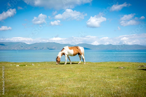 Fototapeta Pferd am Song Kul See w Kirgistanie