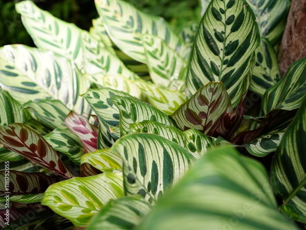 Obraz 午後の日差しが当たるカラテア