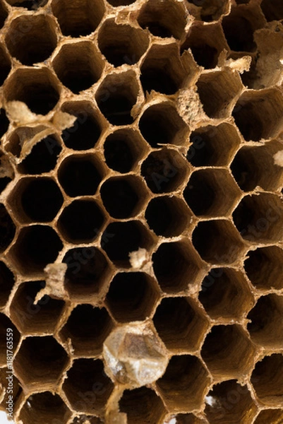 Fototapeta Old dry honeycomb panel made of wax without bees, honey or pollen due to climate change