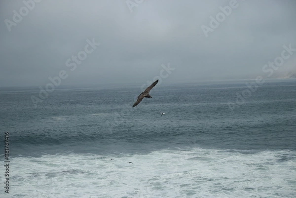 Obraz 아름답게 비행을 하는 새