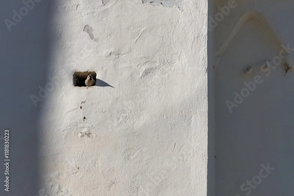 Fototapeta a bird peeking out of a small hole in the wall