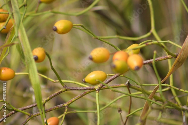 Fototapeta Closeup of dog rose seeds on branches with selective focus on foreground