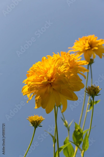 Obraz Рудбекия рассечённая - Золотой шар