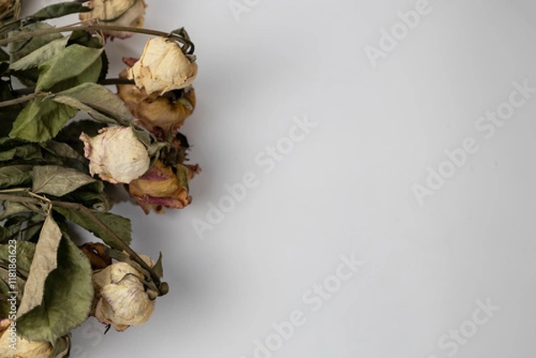Fototapeta A beautiful buds of a dry rose on a white background. Dead flowers of the rose with copy space