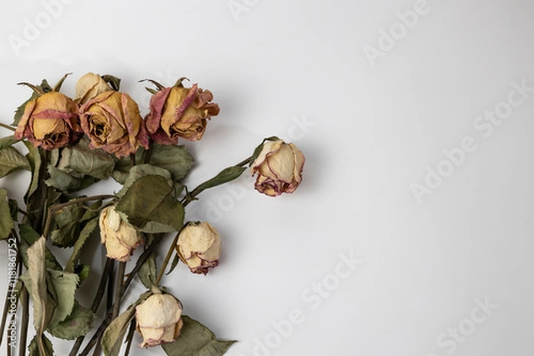 Fototapeta A beautiful buds of a dry rose on a white background. Dead flowers of the rose with copy space