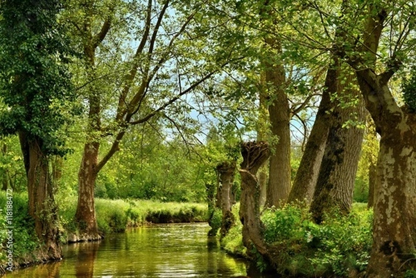 Fototapeta marais poitevin