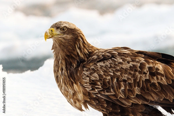 Obraz 流氷とオジロワシ