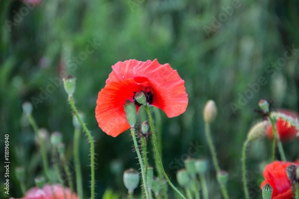 Obraz Такая любовь