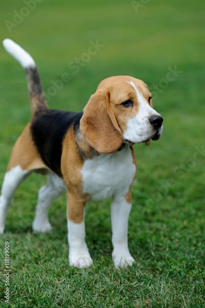 Fototapeta Close Beagle dog