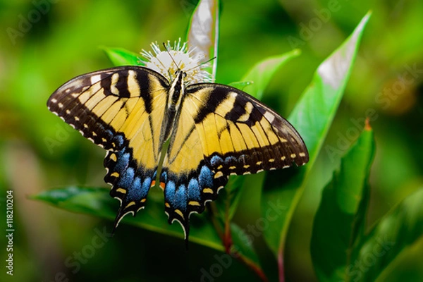 Obraz Eastern tiger swallowtail (Papilio glaucus)