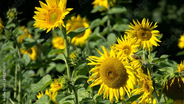 Fototapeta Bad Staffelstein
