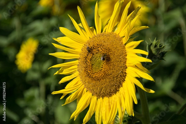 Obraz Bad Staffelstein