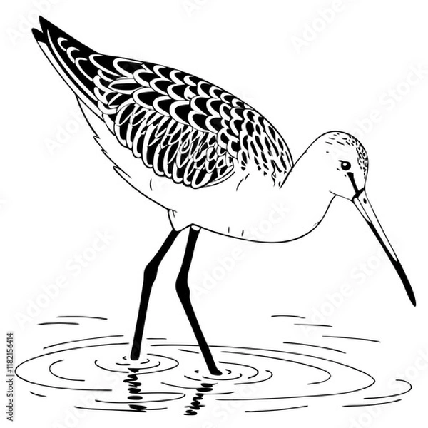 Obraz Marbled Godwit