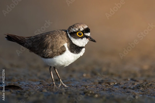 Obraz Little ringed plover