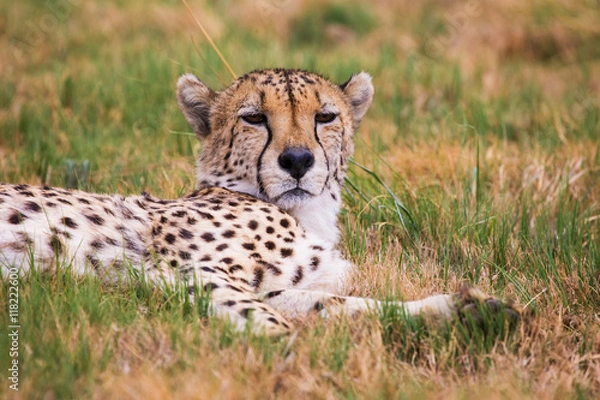 Fototapeta Cheetah lying in the grass