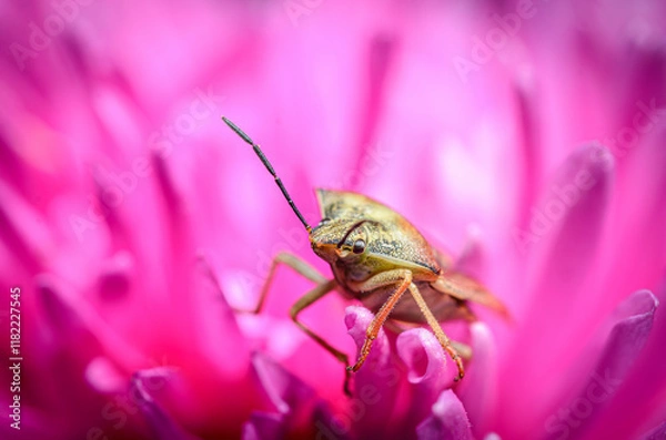 Obraz bug on a flower