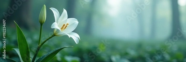 Fototapeta Pure white lily stem with glossy leaves in the fog, pure lilies, frozen foliage, misty bloom