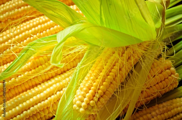 Obraz tło kukurydzy