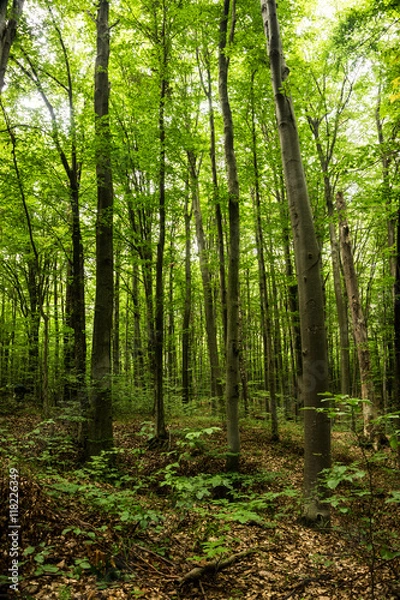 Fototapeta Beech forest at sunset