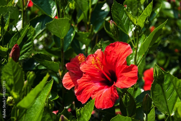 Obraz Red hibiscus flower