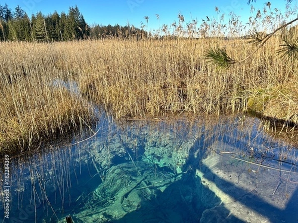 Fototapeta Winter landscape moorlands Osterseen, Iffeldorf, Munich, Bavaria, Germany: The Blue turquoise Pool-Nature formed a funnel with crystal clear clear spring water supplying the sea with high oxygen water