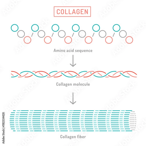 Obraz Collagen molecular structure. Connective tissue protein diagram.