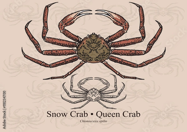 Fototapeta Krab śnieżny (krab królowej). Ilustracja wektorowa dla grafiki w małych rozmiarach. Nadaje się do projektowania graficznego i projektowania opakowań, przykładów edukacyjnych, stron internetowych itp.