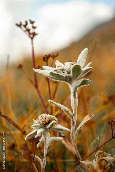 Obraz Stella Aplina - Edelweiss