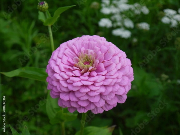 Fototapeta Цинния 