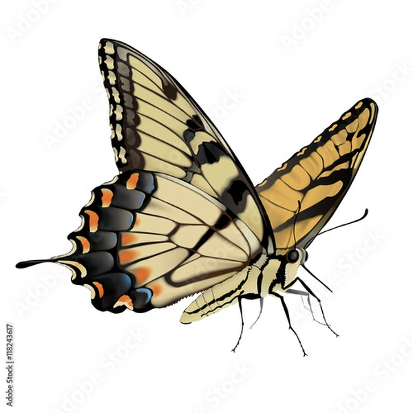 Fototapeta Palinurus - Papilio glaucus Ręcznie rysowane ilustracji wektorowych wschodniego motyla paziowatego na przezroczystym tle.