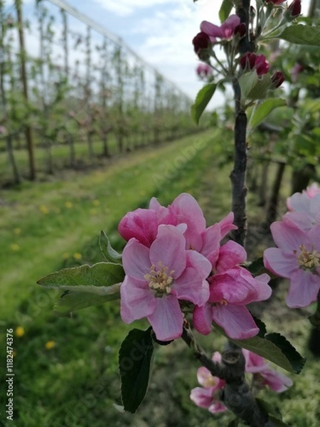 Obraz Spring apple trees in bloom on a sunny warm day