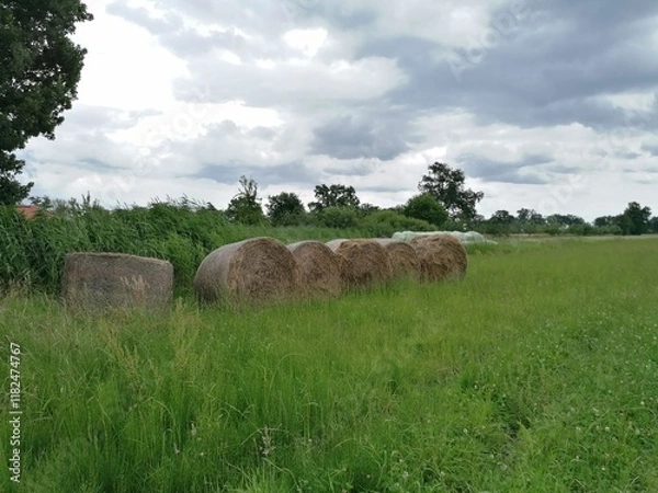 Obraz Haystacks on green grass, creating a rustic and tranquil countryside scene. Perfect for illustrating agriculture, farming, and rural landscapes.