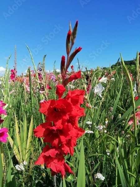 Obraz A field of blooming gladioli against a blue sky