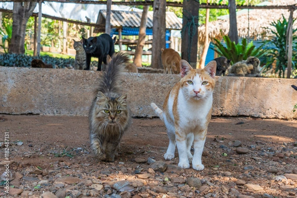 Obraz Cat rescue at Elephant Nature Park Chiang Mai and Sanctuary