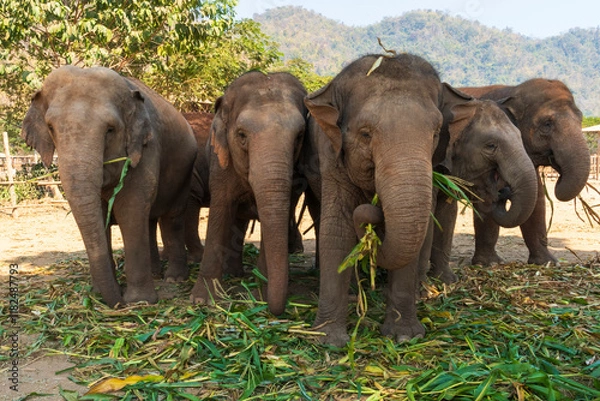 Obraz Five elephants at Elephant Nature Park Chiang Mai and Sanctuary