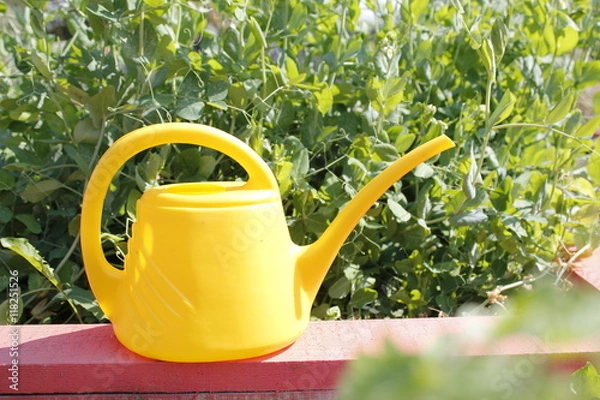 Obraz Полив в огороде садовой лейкой