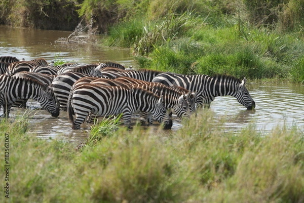 Fototapeta wallpaper background portrait of a group of zebras drinking water in the serengeti national park, art and abstract lay out