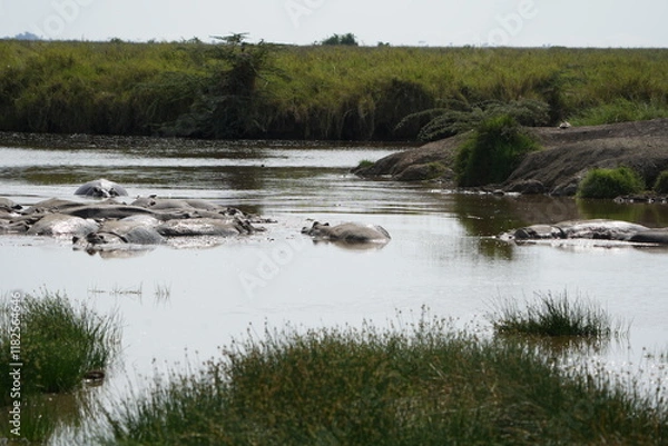 Fototapeta Hippos laying and chilling in the hippo pool in the serengeti national park in tanzania