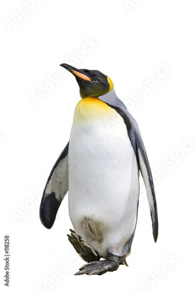 Obraz pingwin